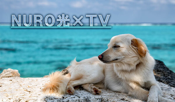 ひかりTV for NURO